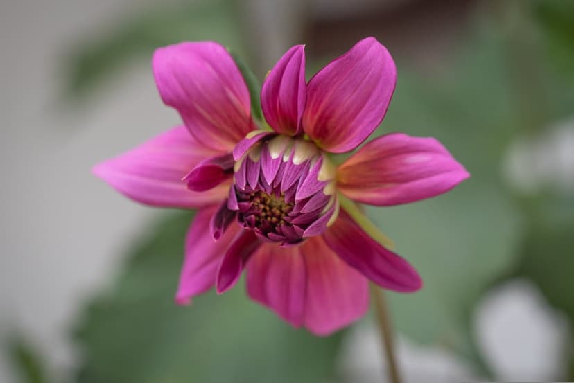 Pink dahlia flower macro showing layered magenta petals and a soft green bokeh background in portrait view.