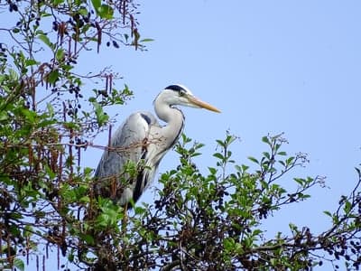 Serene Grey Heron in Green Tree Canopy Phone Background