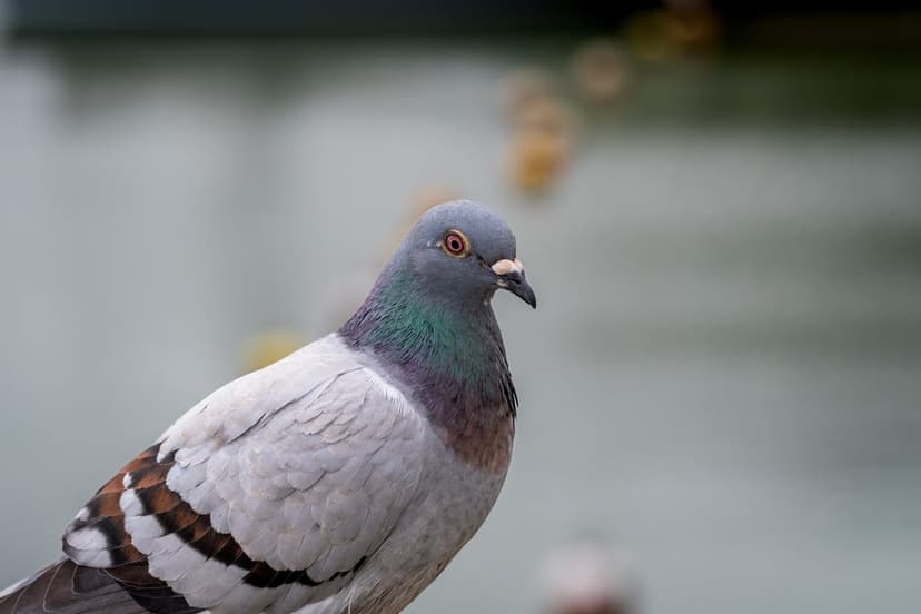 Pigeon with iridescent green neck feathers, an orange eye, and grey plumage against a blurred water background.