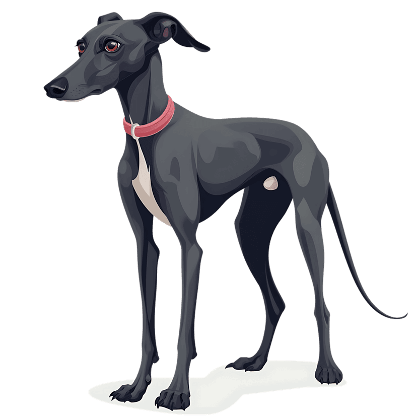 Black Greyhound dog wearing a red collar stands in profile view against a clear background with matte textures.