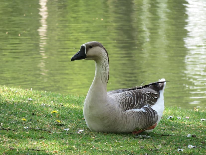 Grey goose resting on sunlit grass by a green lake with dappled light illuminating its feathers and beak.