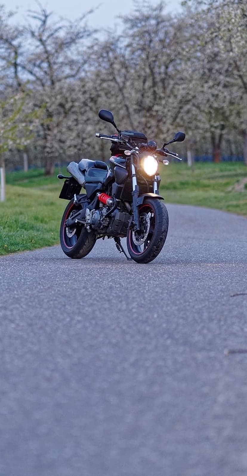 Black motorcycle with a glowing headlight parked on asphalt between green grass and white flowering spring trees.