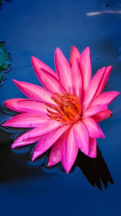 Pink Zenith - A Water Lily's Deep Blue Stage