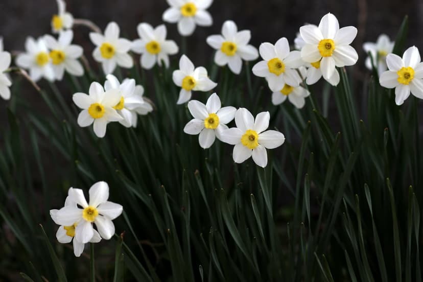White daffodils with bright yellow centers bloom among dark green leaves in a close-up botanical scene.