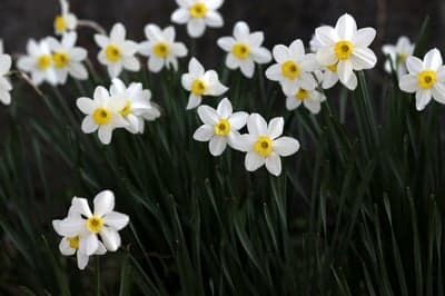 White Daffodils with Yellow Centers in Spring