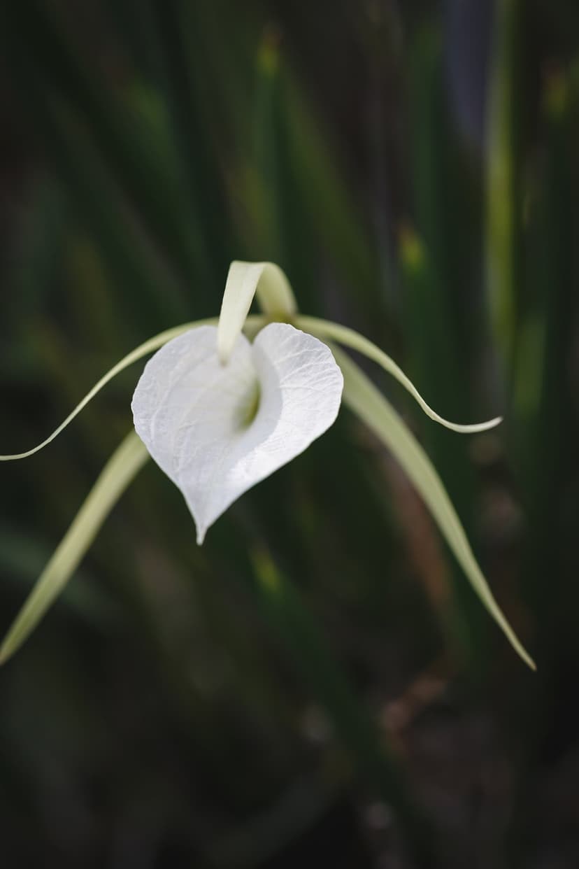 White orchid flower with a heart-shaped labellum and long green sepals set against a dark blurred backdrop.