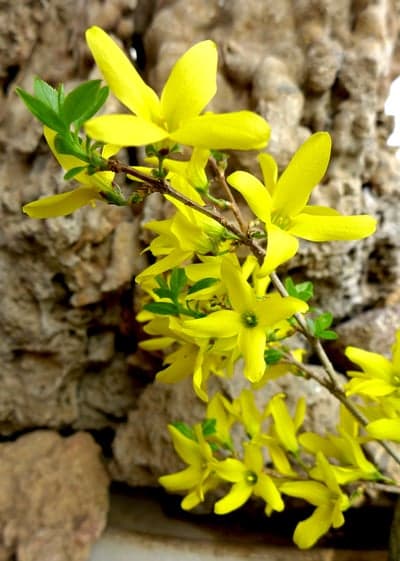 Vibrant yellow forsythia flowers blooming against a textured stone background