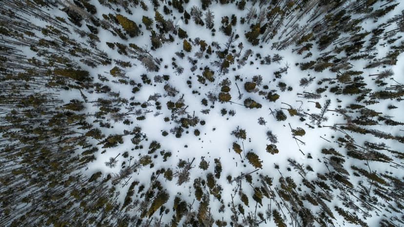 Evergreen tree tops covered in thick white snow shot from a top-down aerial perspective in a frozen forest.