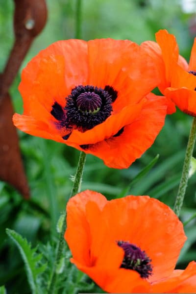 Vivid Oriental Poppy Petals Vertical Floral Wallpaper