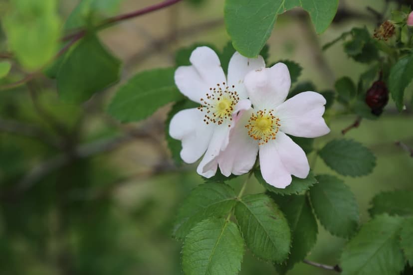 White wild roses featuring yellow stamens and green foliage under soft light, accented by a single red rose hip.