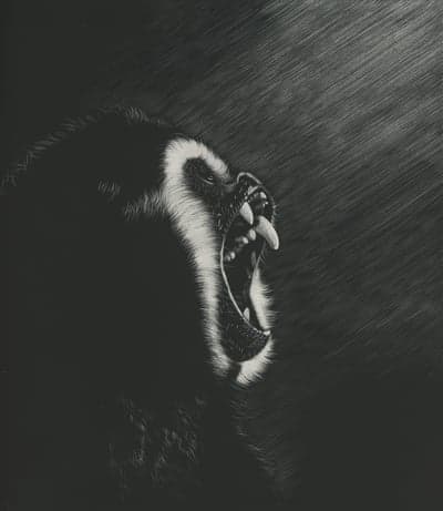 Fierce Baboon Roaring in Dramatic Black and White