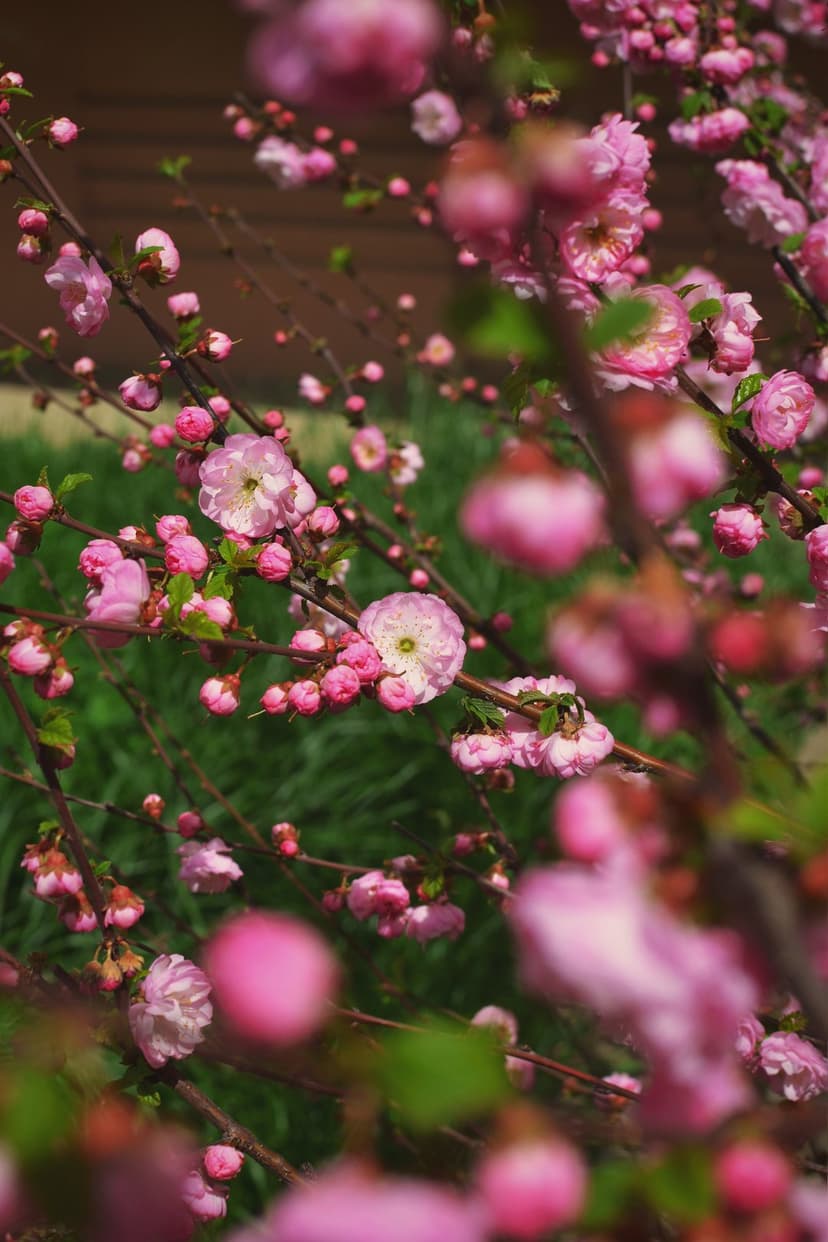 Pink almond blossoms with ruffled petals and small buds cluster on branches against a blurred green background.