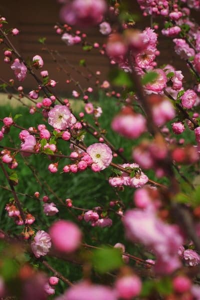 Pink Double Flowering Almond Blossoms in Spring
