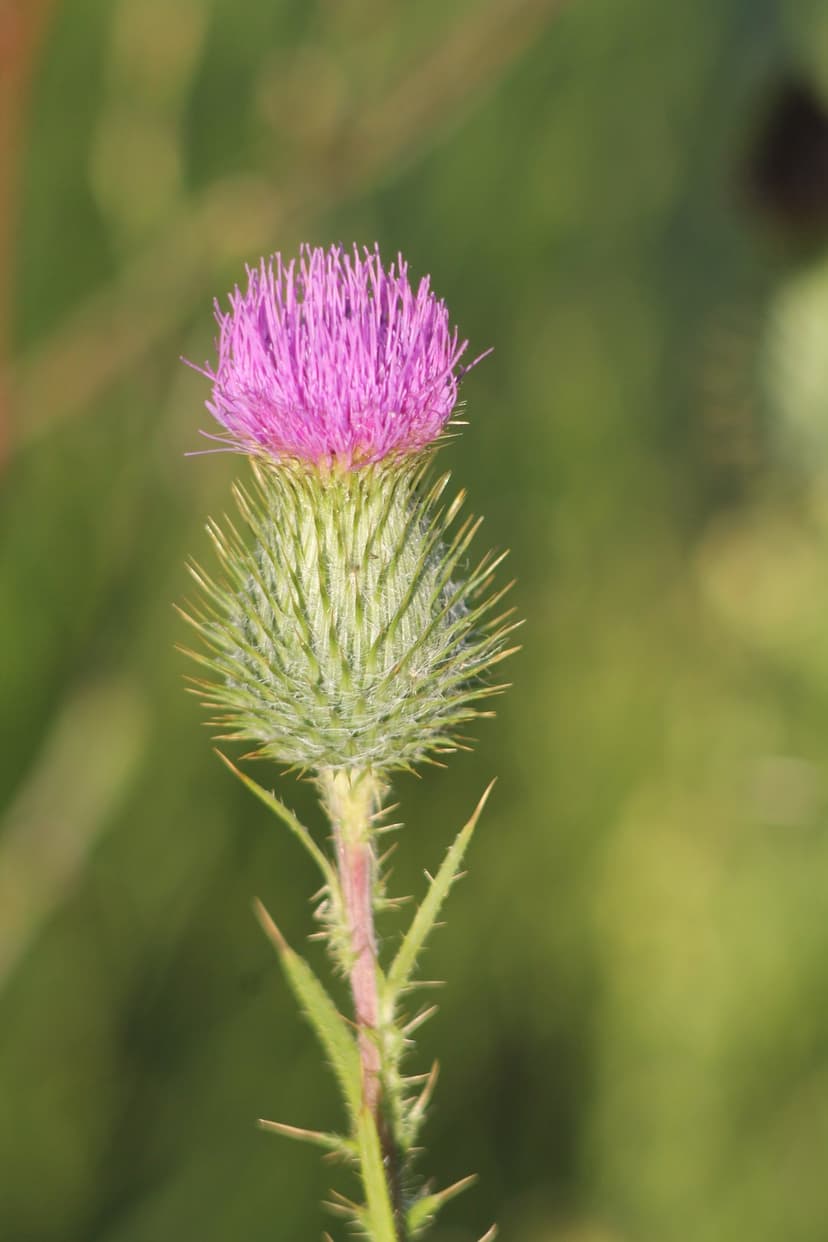 Purple thistle flower head with sharp green thorns and fine hairs against a soft blurred green background.