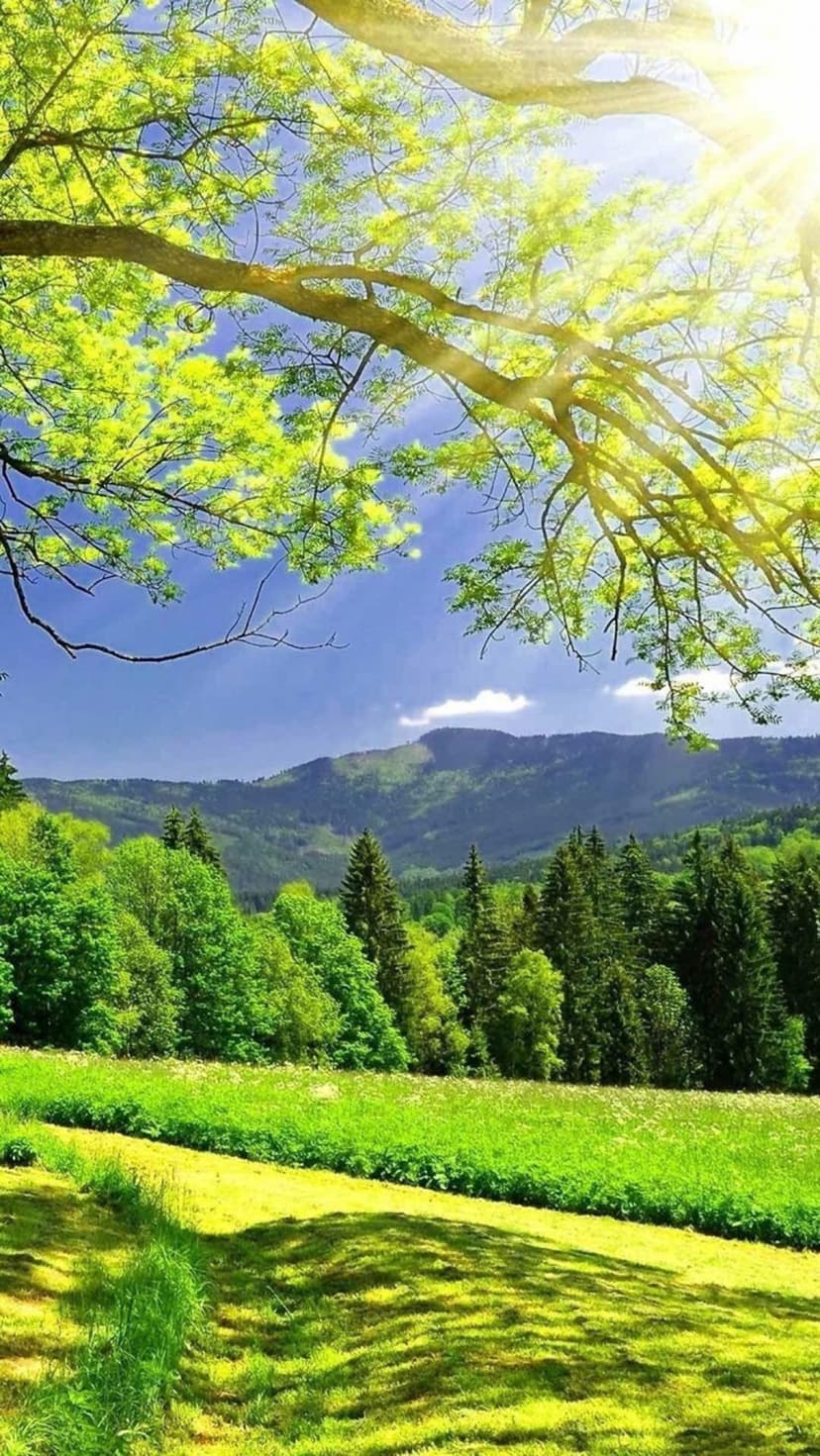 Wildflower meadow slopes toward a dense forest and jagged mountain peaks under a clear blue summer sky.