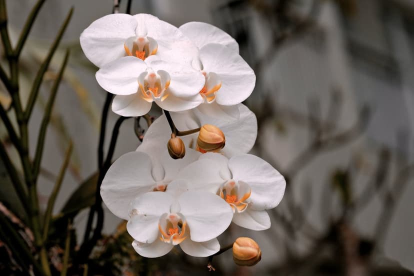 White orchid petals with orange centers bloom among green leaves and unopened buds in a soft-focus garden.