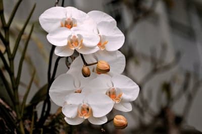 Delicate White Orchids Blooming in a Lush Garden
