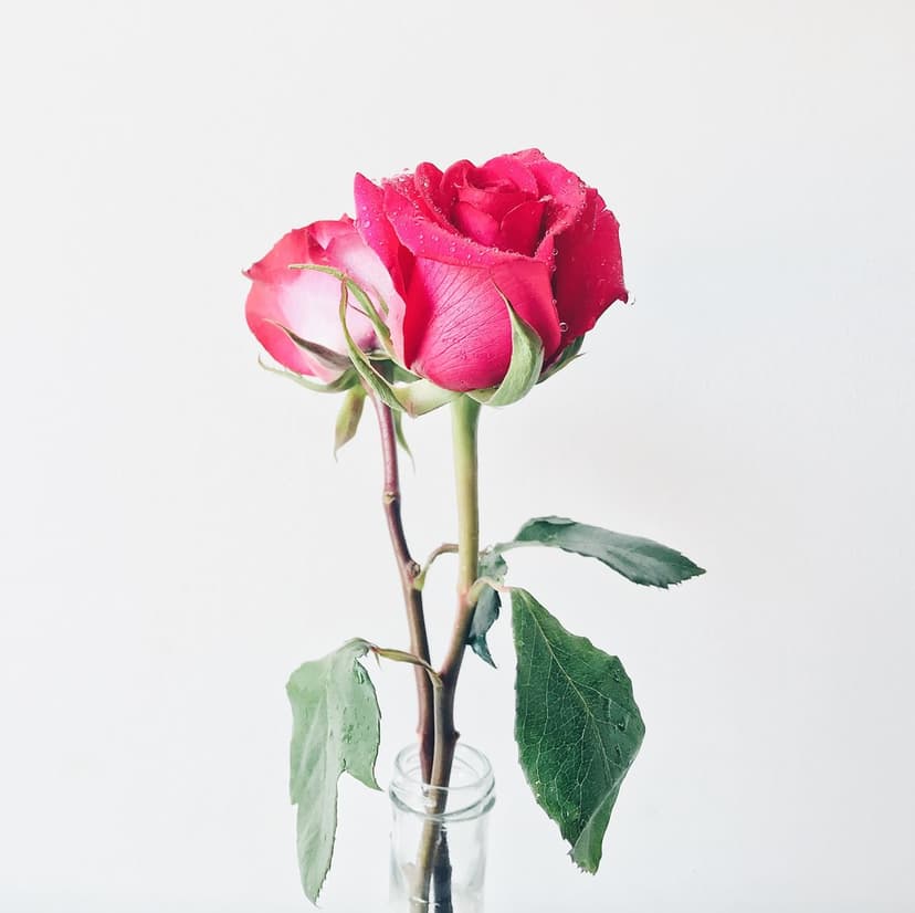Two pink roses with water droplets in a clear glass vase against a solid white background in soft light.