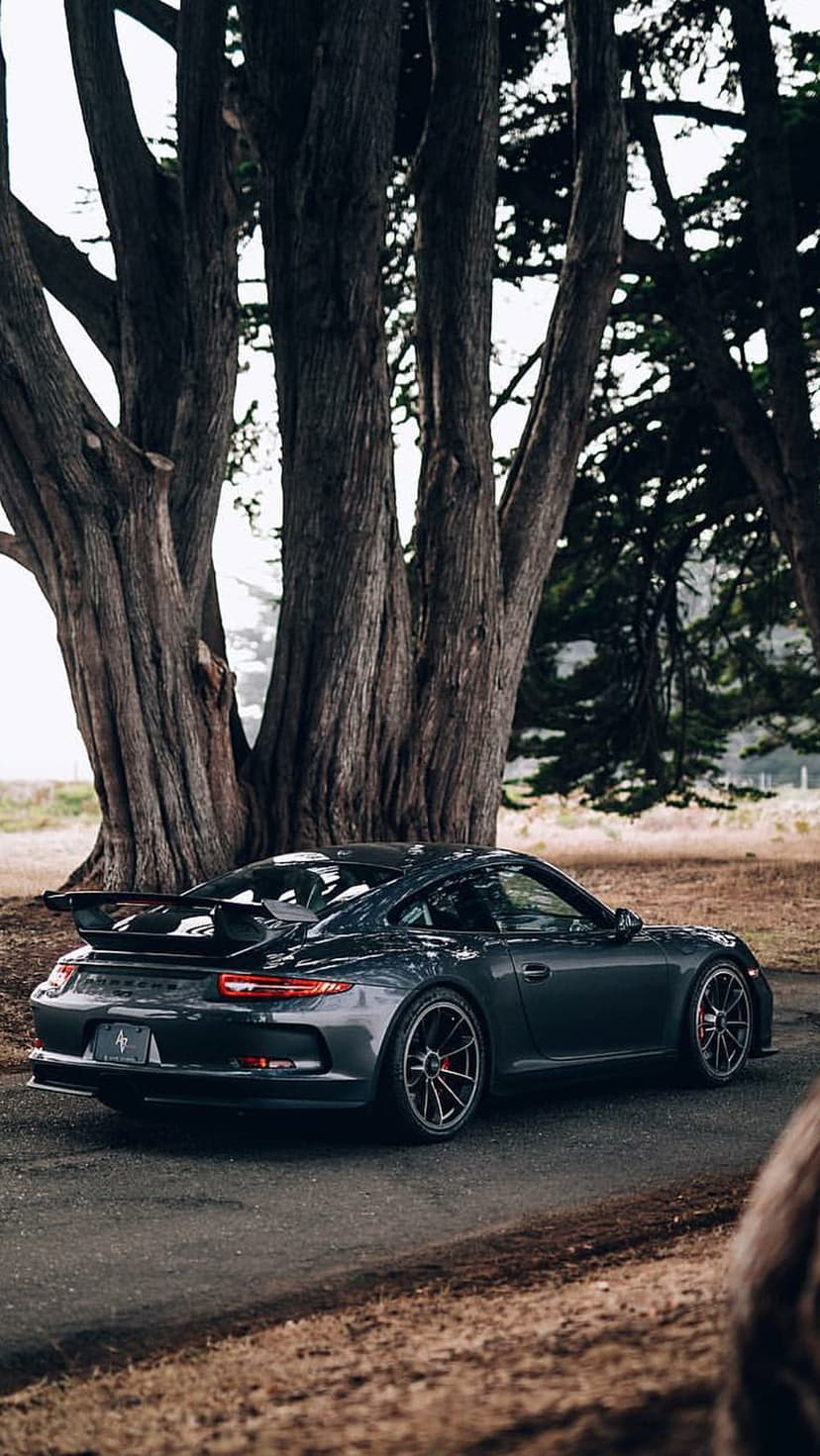 Dark gray Porsche GT3 with a rear spoiler parked on a road between massive, textured cypress tree trunks.