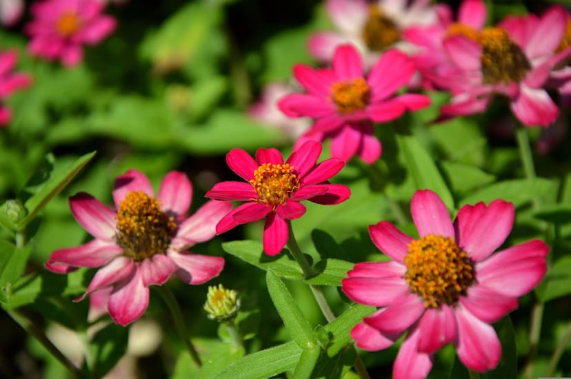 Pink zinnia flowers with layered petals and orange centers bloom amidst green leaves under bright summer sunlight.