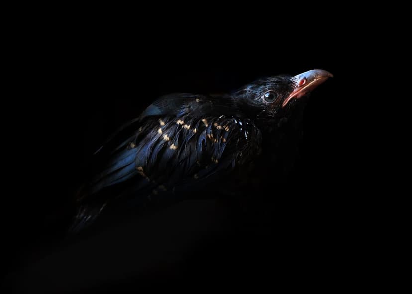 Juvenile blackbird chick with speckled feathers and an open pink beak sits against a solid black background.