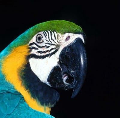 Close-up of a Blue and Gold Macaw's head