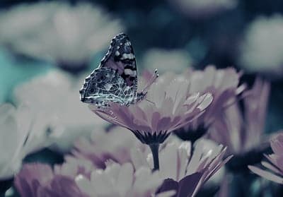 Ethereal Butterfly on Pink Daisy Mobile Portrait Wallpaper