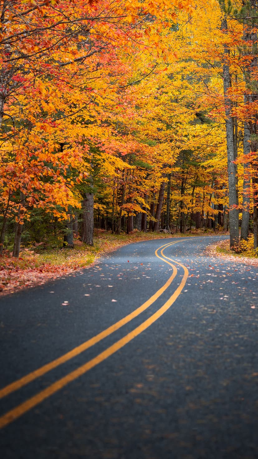Winding asphalt road with double yellow lines surrounded by orange and yellow autumn trees and fallen leaves.