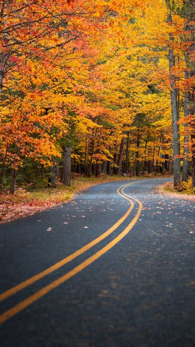Autumn's Path - Serene Road Through Fall Colors
