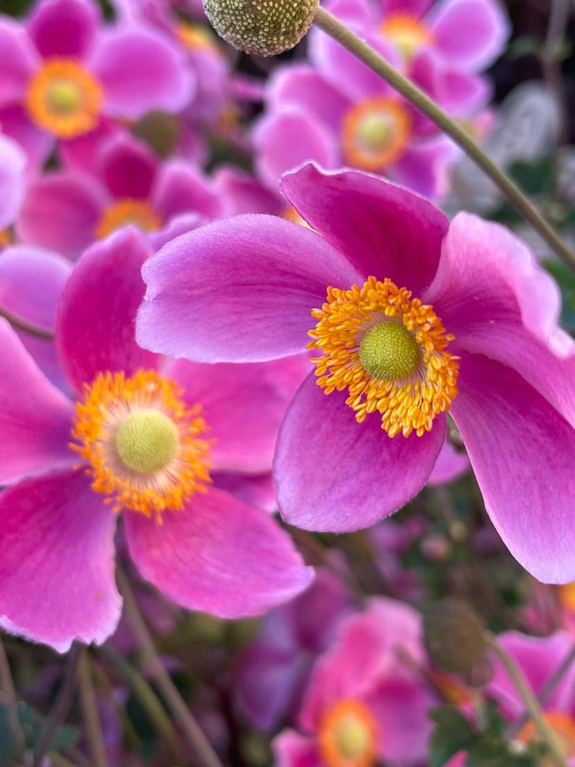 Pink Japanese Anemone flowers feature delicate petals and yellow centers against a blurred green garden backdrop.