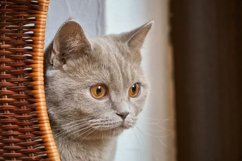 British Shorthair cat with amber eyes peeks from a woven wicker basket with a soft blurred background.