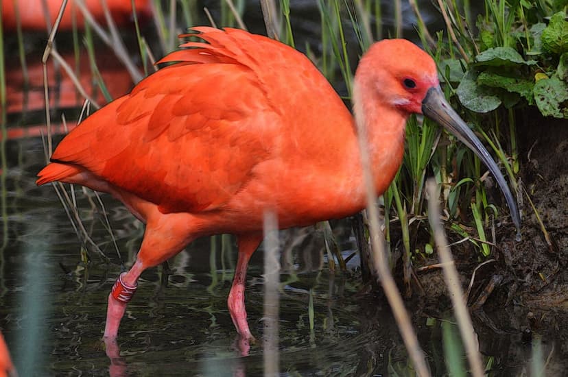 Scarlet Ibis with a long curved beak wades through shallow water surrounded by tall green reeds and marsh grass.