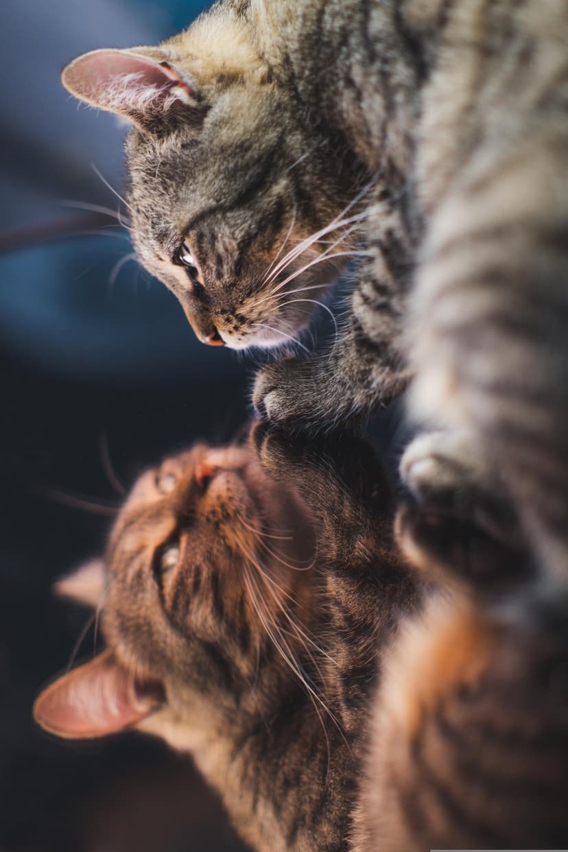 Two tabby cats with striped fur gaze at a reflection under warm lighting in a close-up vertical portrait shot.