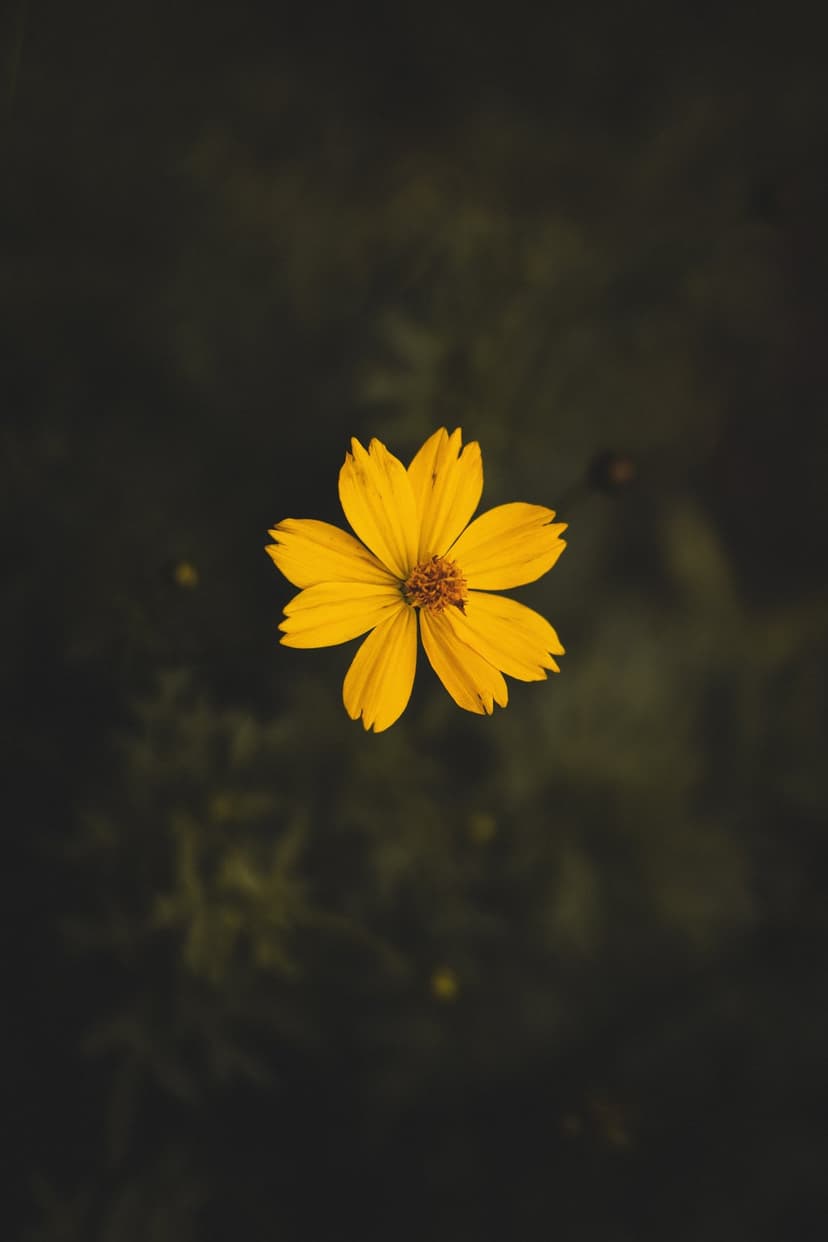 Yellow wildflower with fine petal details centered against a dark, out-of-focus background in soft lighting.
