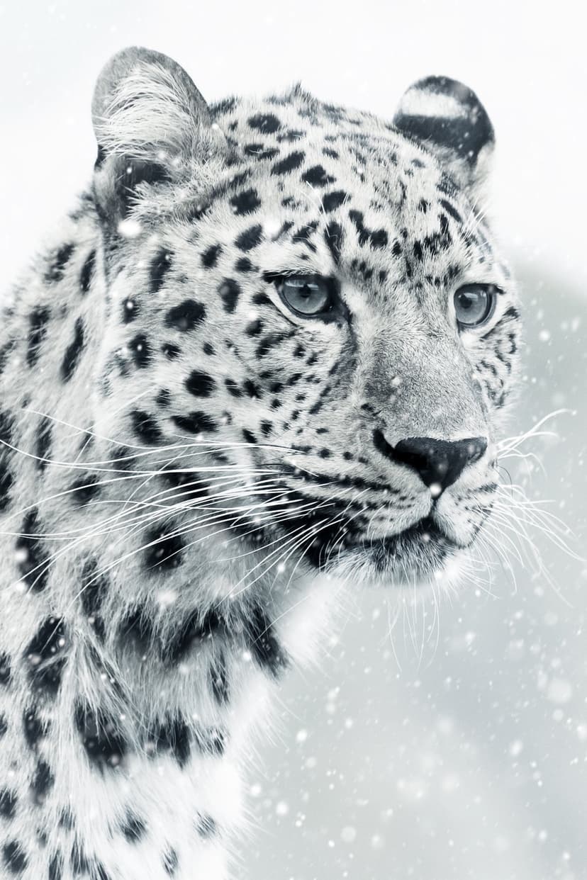 Snow leopard with bright blue eyes stares forward during a snowfall against a blurred, white winter background.