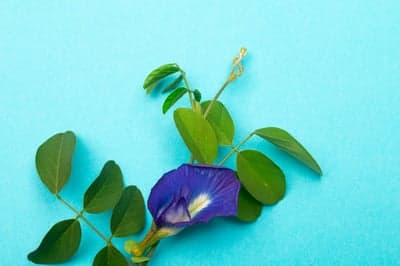 Vibrant Clitoria Ternatea Bloom Cyan Phone Background