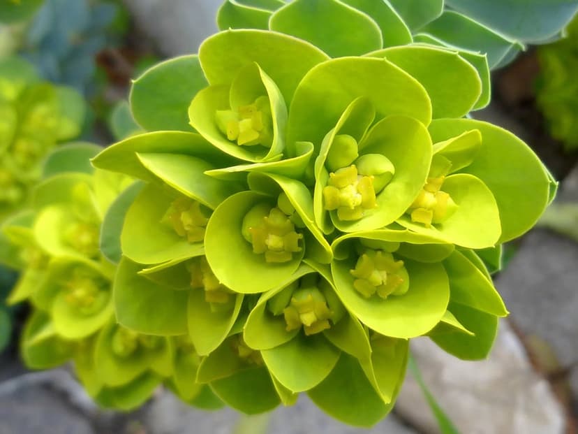 Euphorbia flower cluster with lime green bracts and small yellow blooms against a soft blurred background.