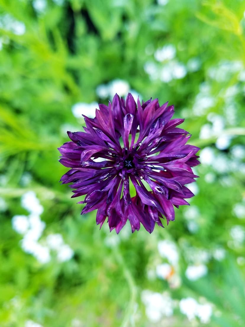 Purple cornflower with frayed petals and a velvety texture stands against a soft green and white bokeh garden.