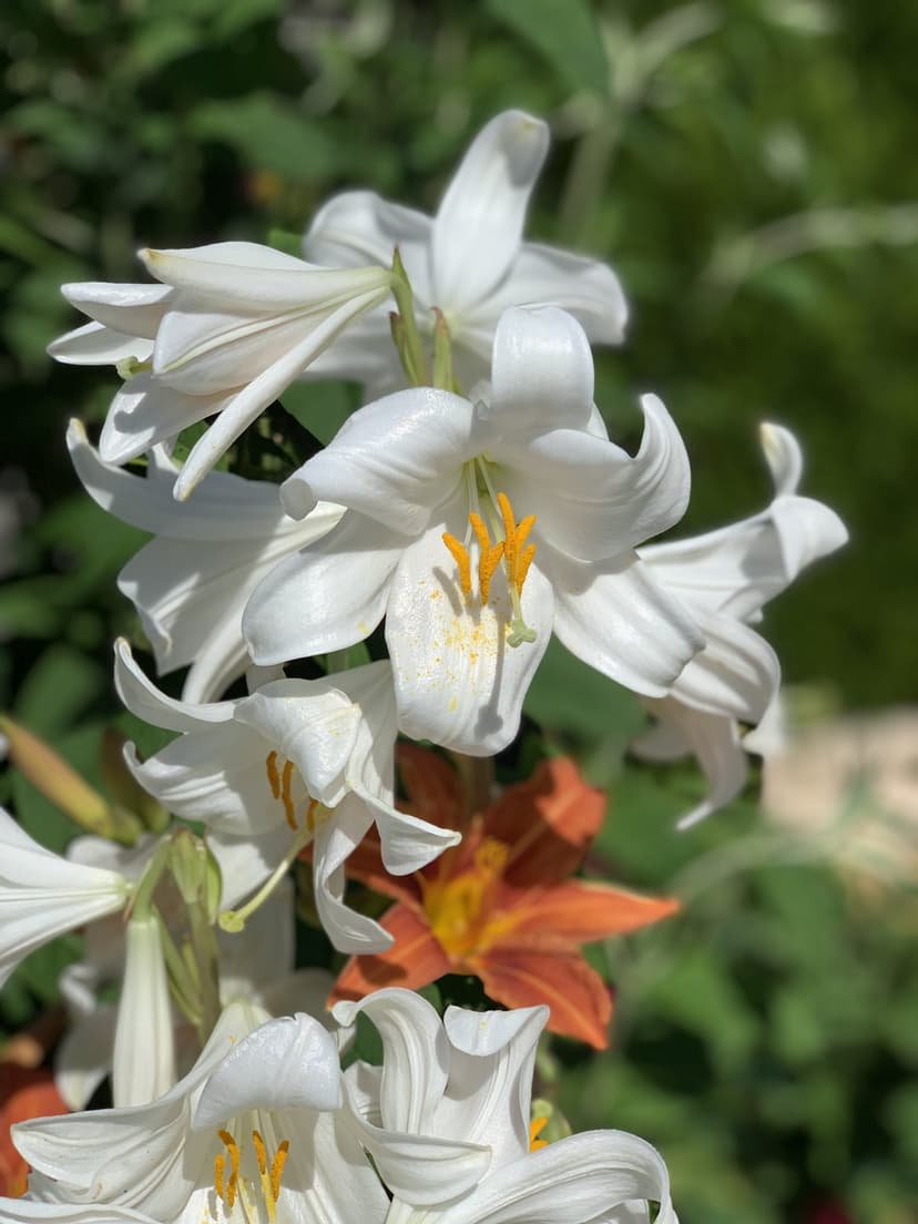 White lily petals unfurl in soft sunlight with blurred orange flowers creating a colorful garden background.