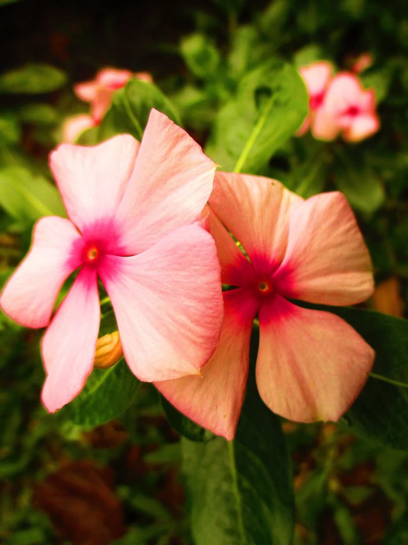 Two pink periwinkle flowers with dark centers bloom against a blurred background of green leaves and sunlight.