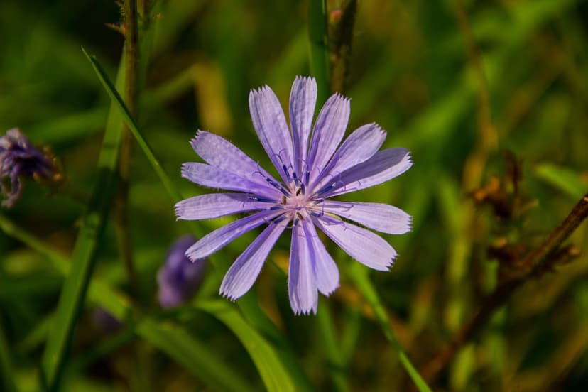 Purple chicory flower with fringed petals and pale stamens centers a blurred green field in this close-up view.