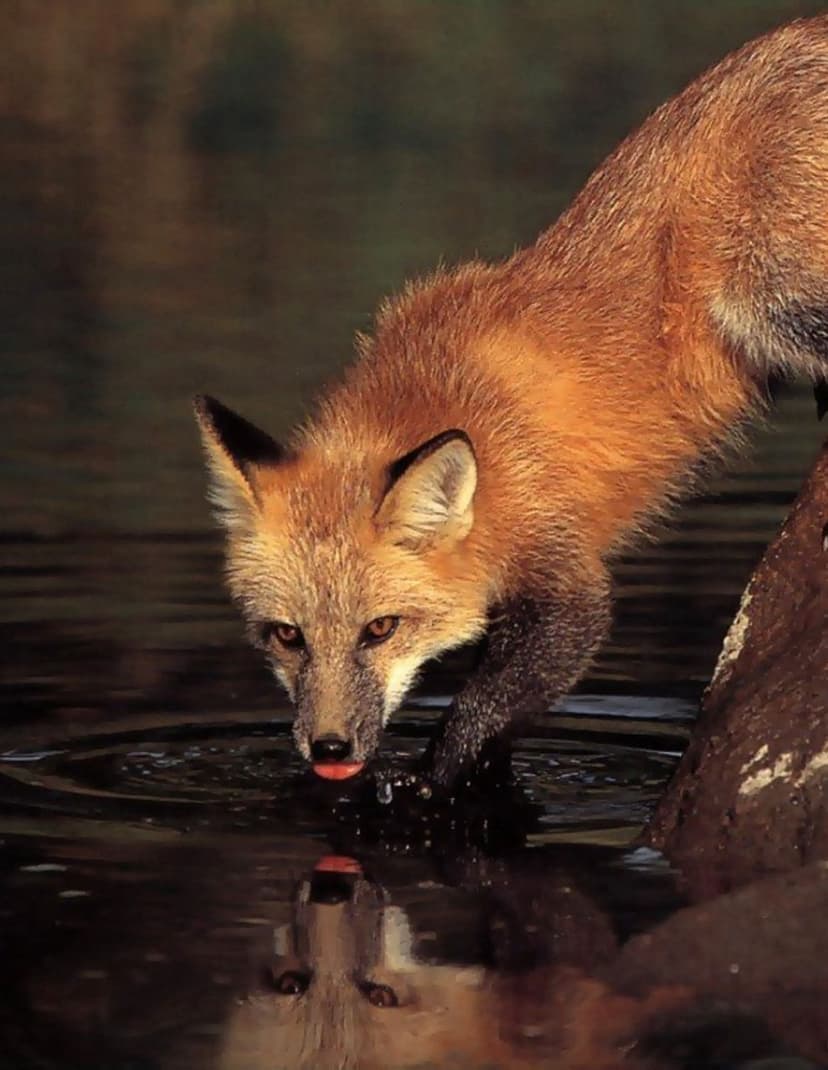 Red fox with vibrant orange fur drinking from a dark reflective lake, creating ripples in the still water.