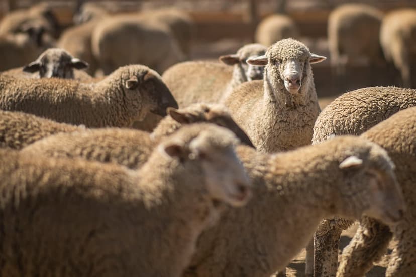 Sheep with fluffy cream-colored wool look directly into the camera from a crowded outdoor farm pen.