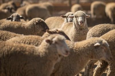 Herd of sheep in a pen, close-up on faces