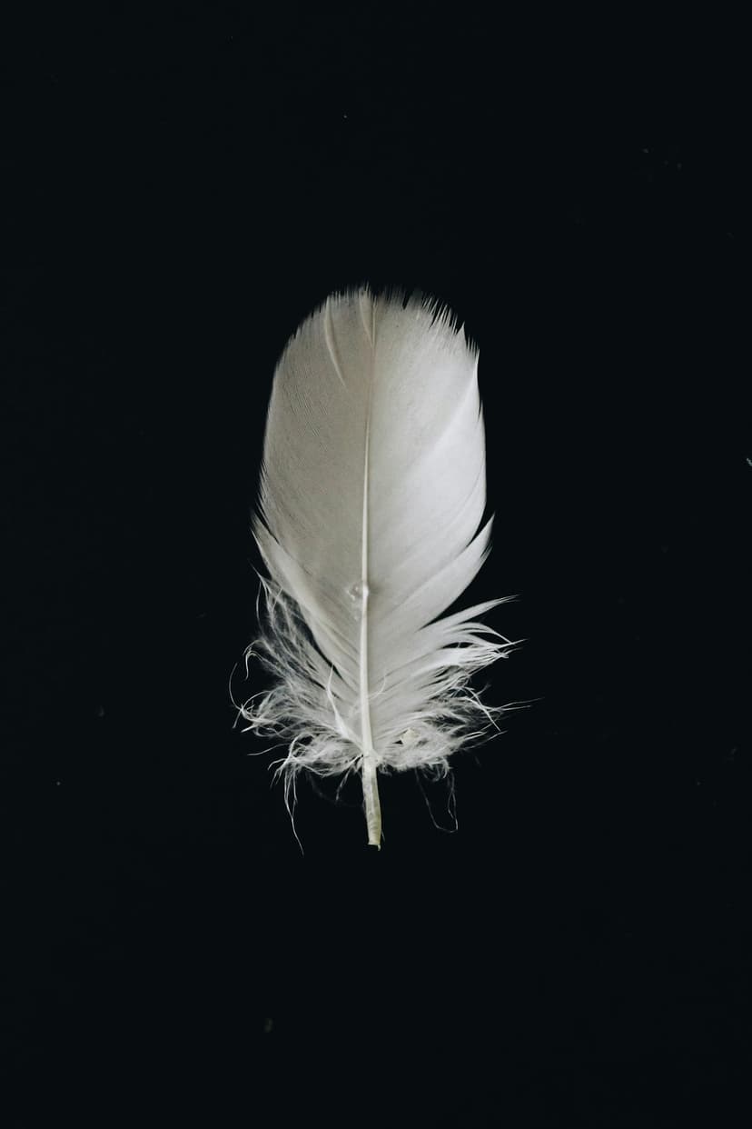 White feather with soft barbs and a central quill rests against a solid black backdrop in sharp detail.