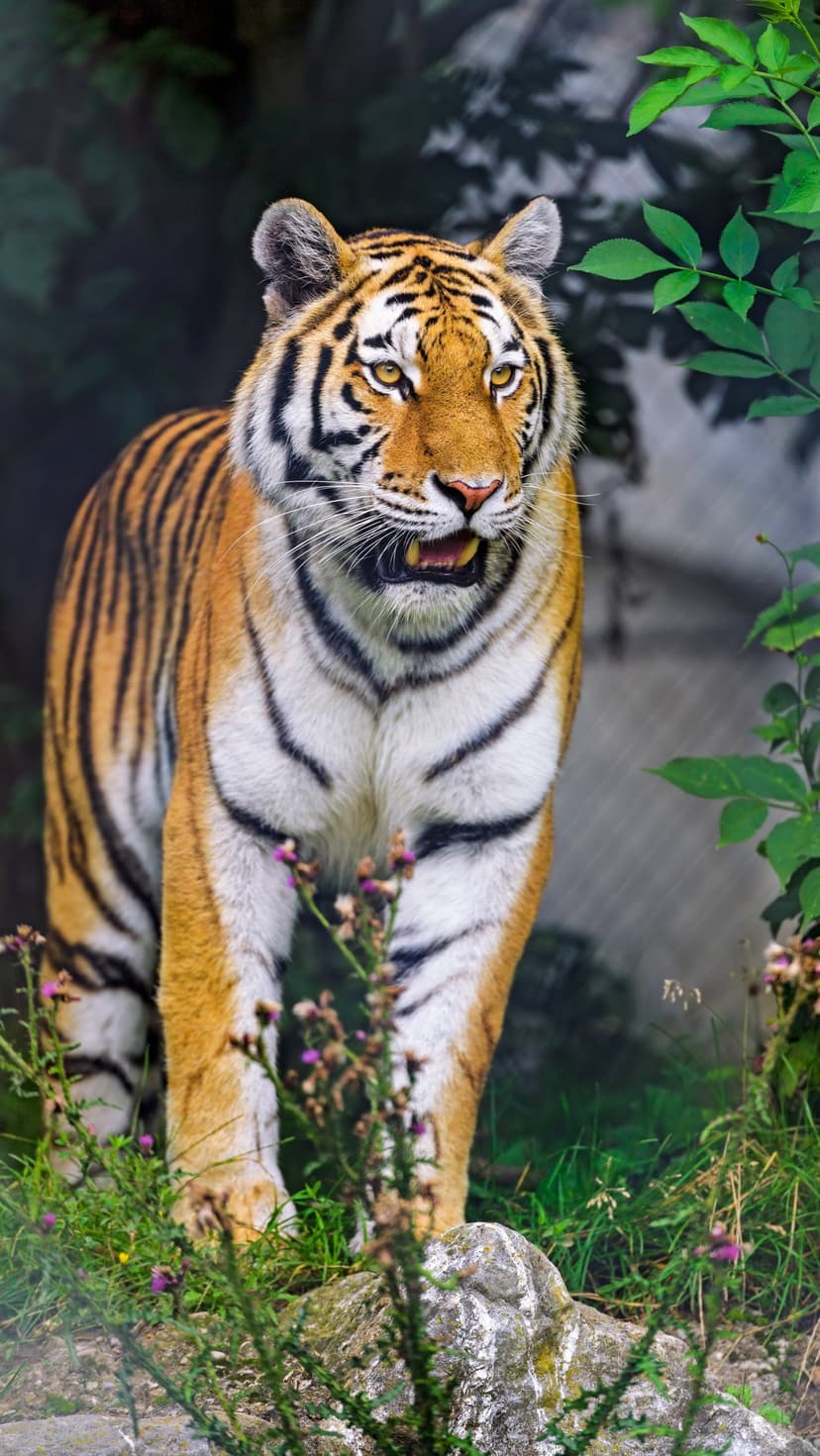 Bengal tiger with an open mouth and amber eyes stares through dense green jungle leaves in a vertical portrait.