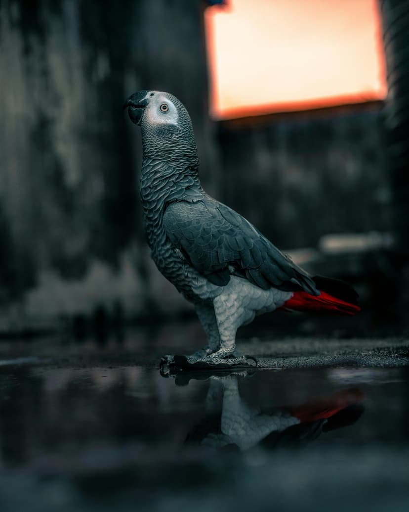 African Grey Parrot with crimson tail feathers stands by a reflective pool under dramatic evening lighting.