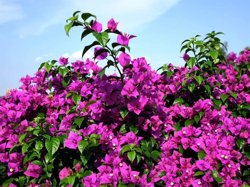 Pink bougainvillea flowers with green leaves reach toward a bright blue sky in a sunny outdoor garden setting.
