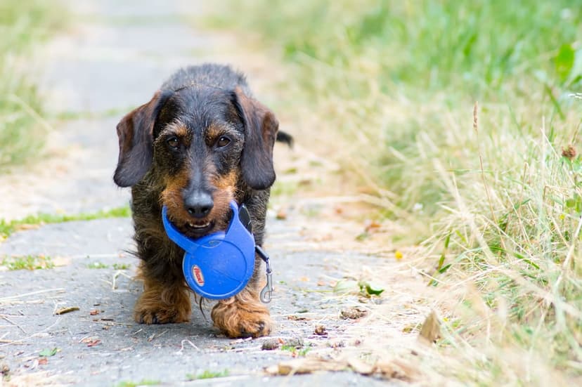 Wire-haired dachshund walks on a stone path carrying a blue leash in its mouth surrounded by green foliage.