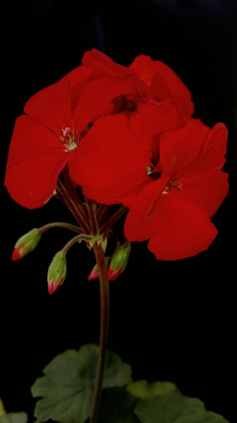 Red geranium blossoms and green buds stand out against a solid black backdrop in a vertical close-up shot.